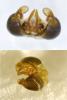 Sphecodes ephippius
